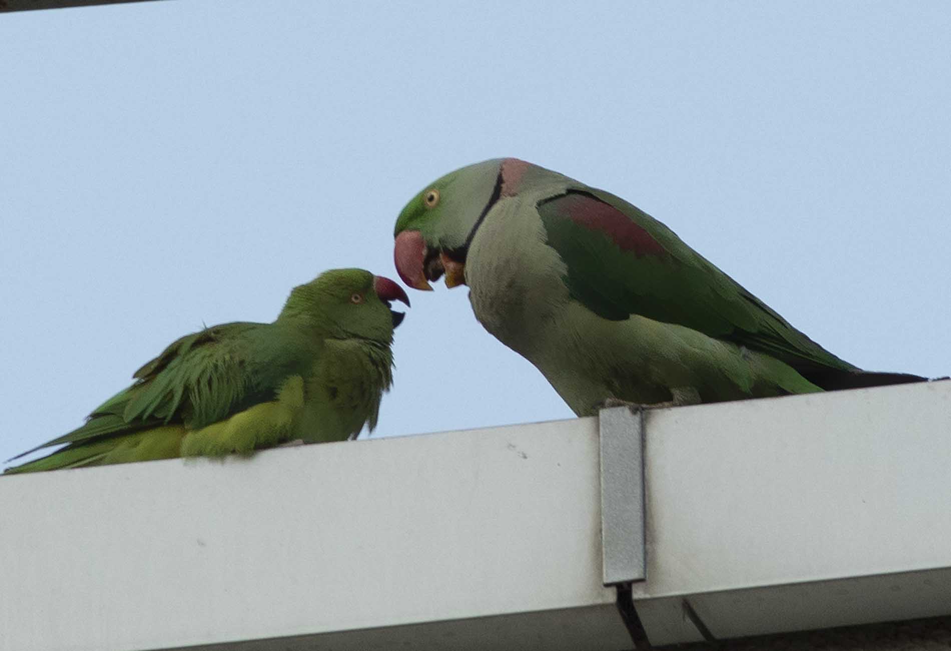 Alexandrine Parakeet